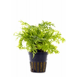 AQUAFLORA - CERATOPTERIS SILIQUOSA